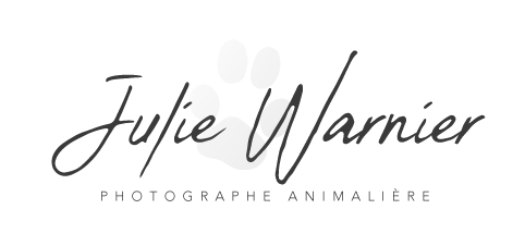 Photographe d'animaux de compagnie